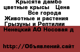 Крысята дамбо цветные крысы › Цена ­ 250 - Все города Животные и растения » Грызуны и Рептилии   . Ненецкий АО,Носовая д.